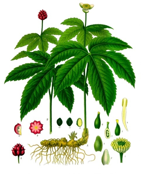 goldenseal