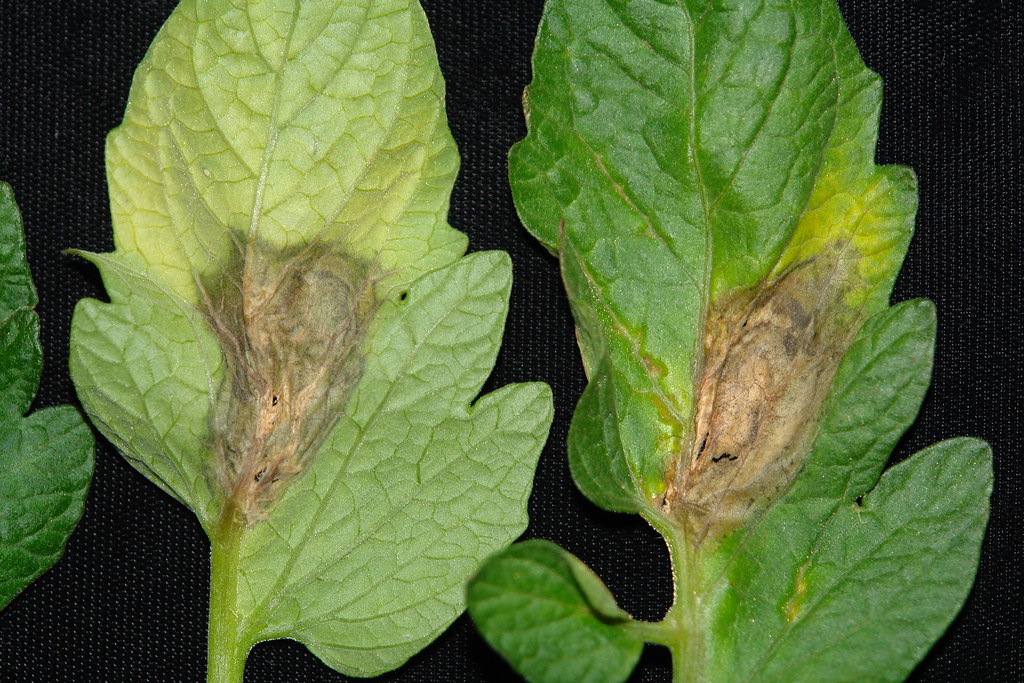 Botrytis cinerea growing on tomato leaf