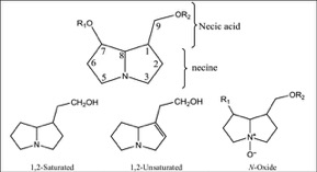 Necine structure of Pyrrolizidine Alkaloids